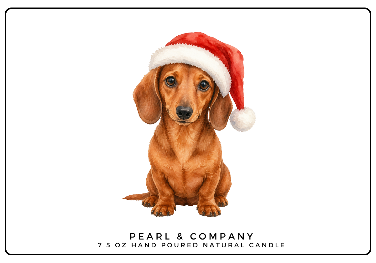 Dachshund