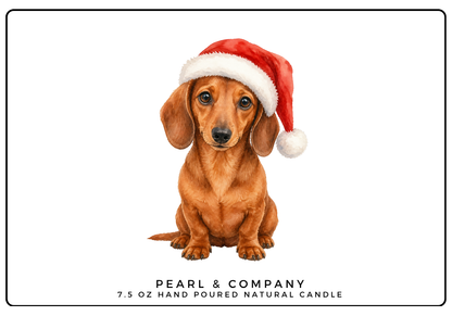Dachshund