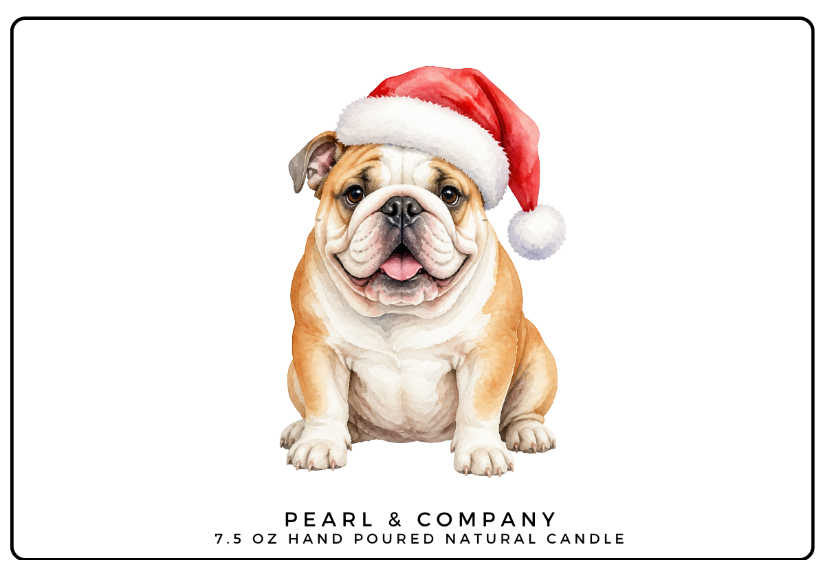English Bulldog